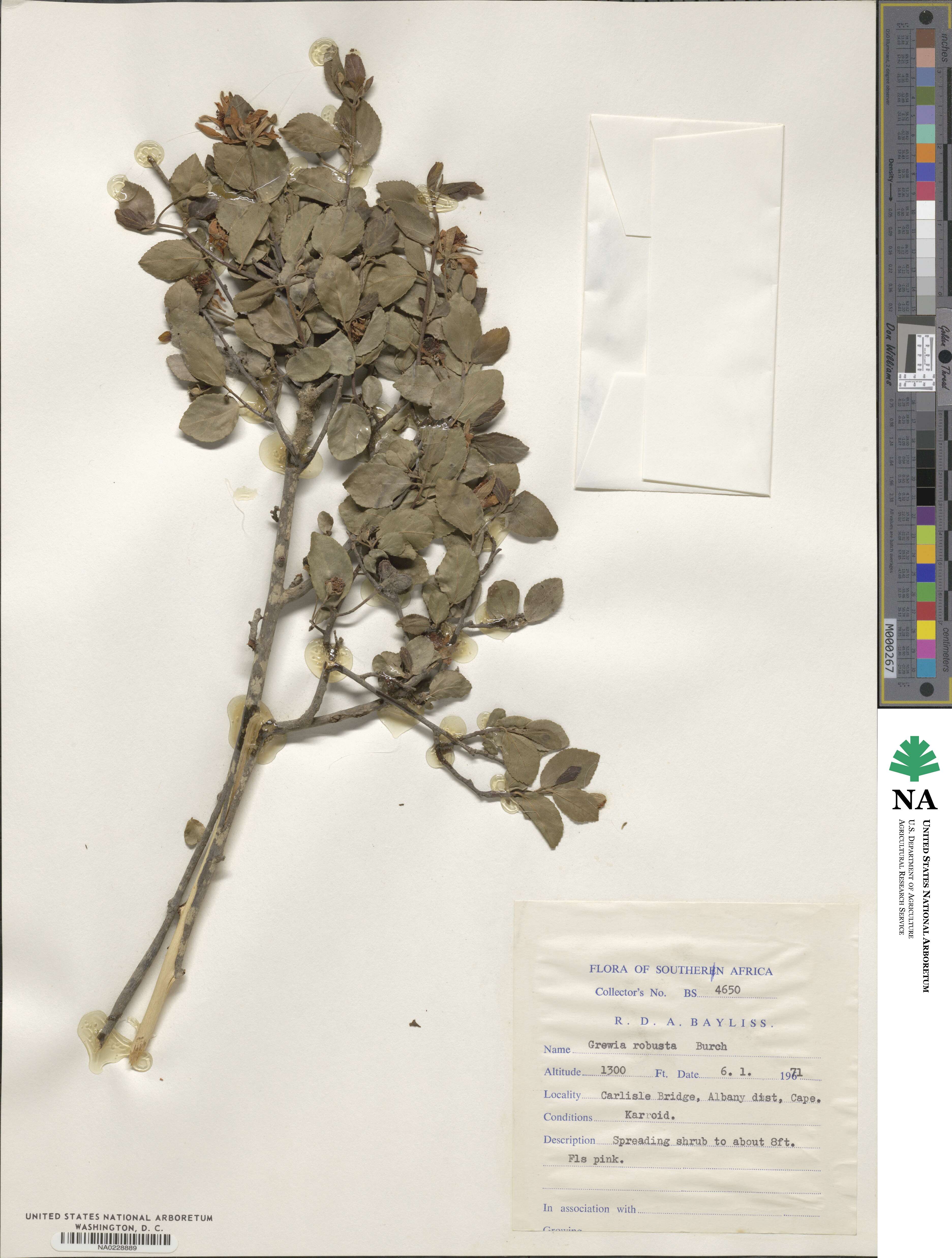 Grewia robusta image