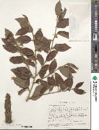 Grewia trichocarpa image