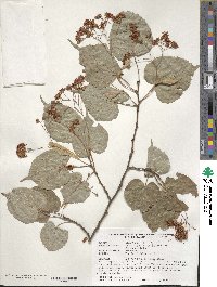 Tilia japonica image