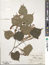 Tilia japonica image