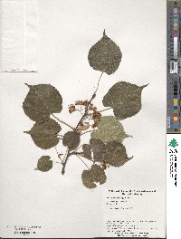 Tilia japonica image