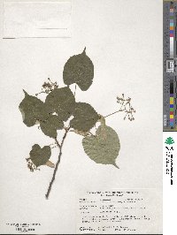 Tilia japonica image