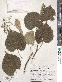 Tilia japonica image