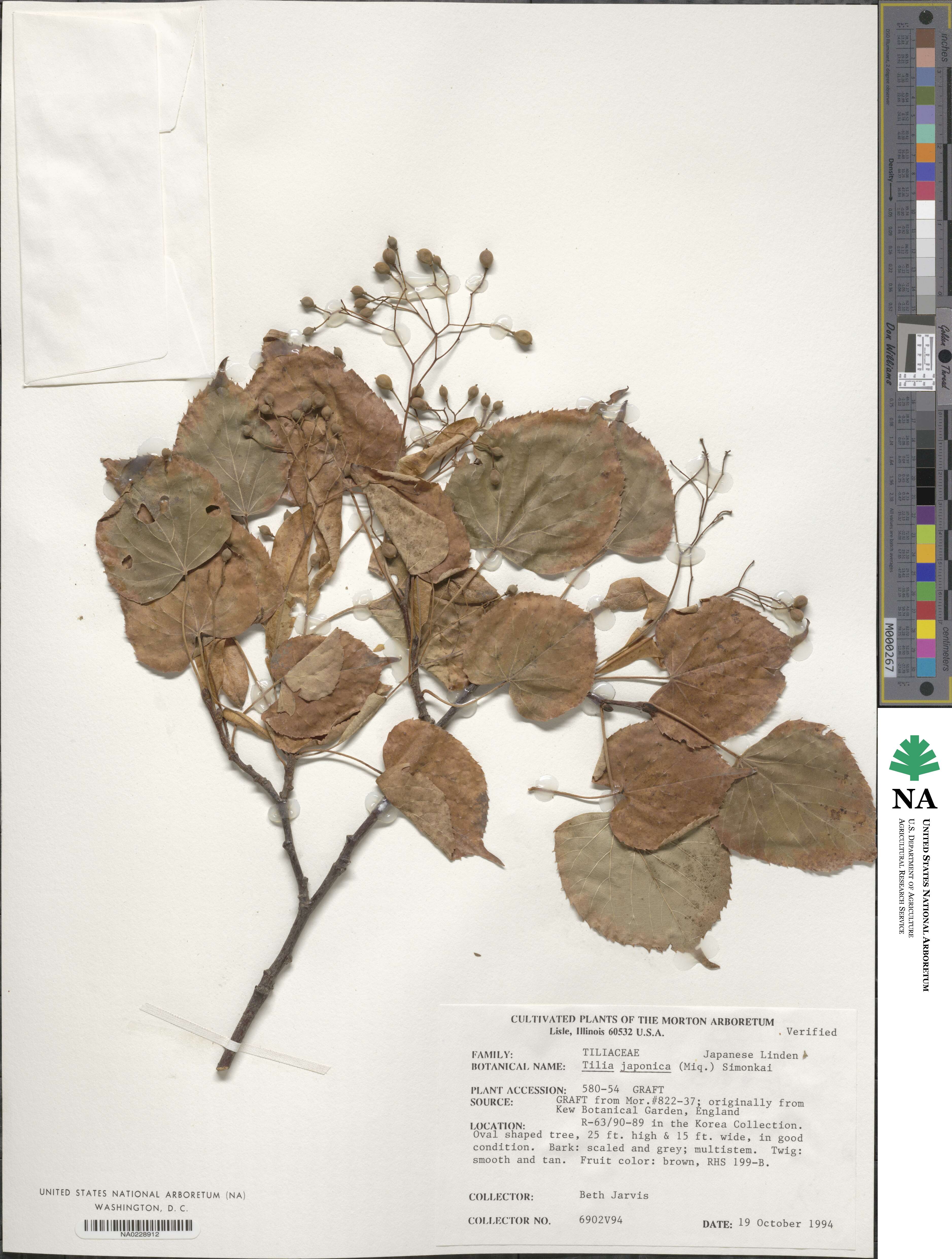 Tilia japonica image