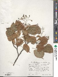 Tilia japonica image