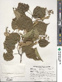 Tilia japonica image