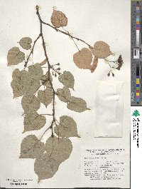 Tilia japonica image