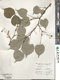 Tilia japonica image