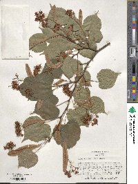 Tilia japonica image