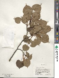 Tilia japonica image