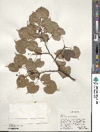 Tilia japonica image