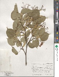 Tilia japonica image