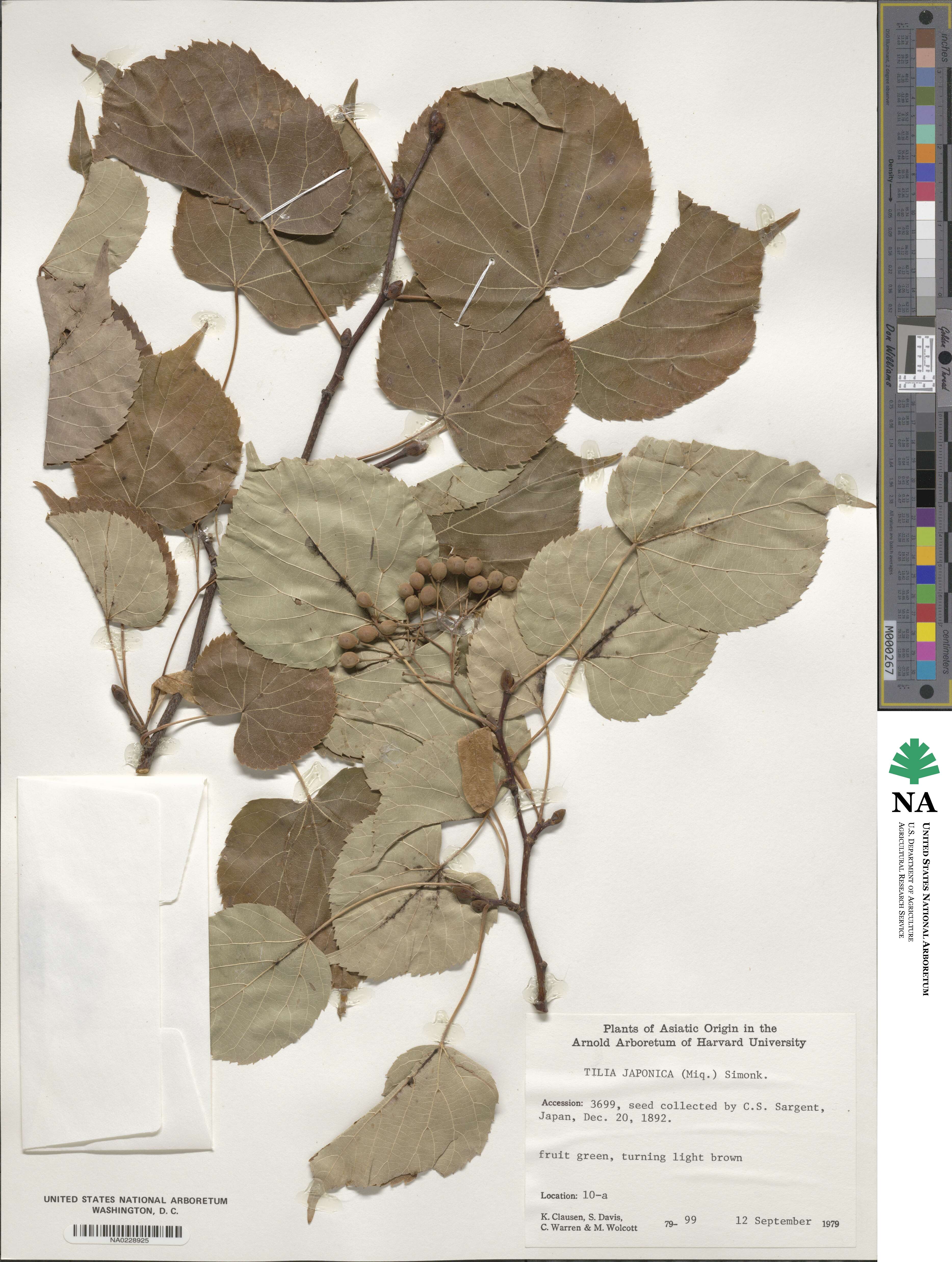 Tilia japonica image