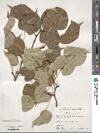 Tilia japonica image