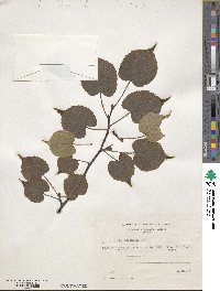 Tilia japonica image