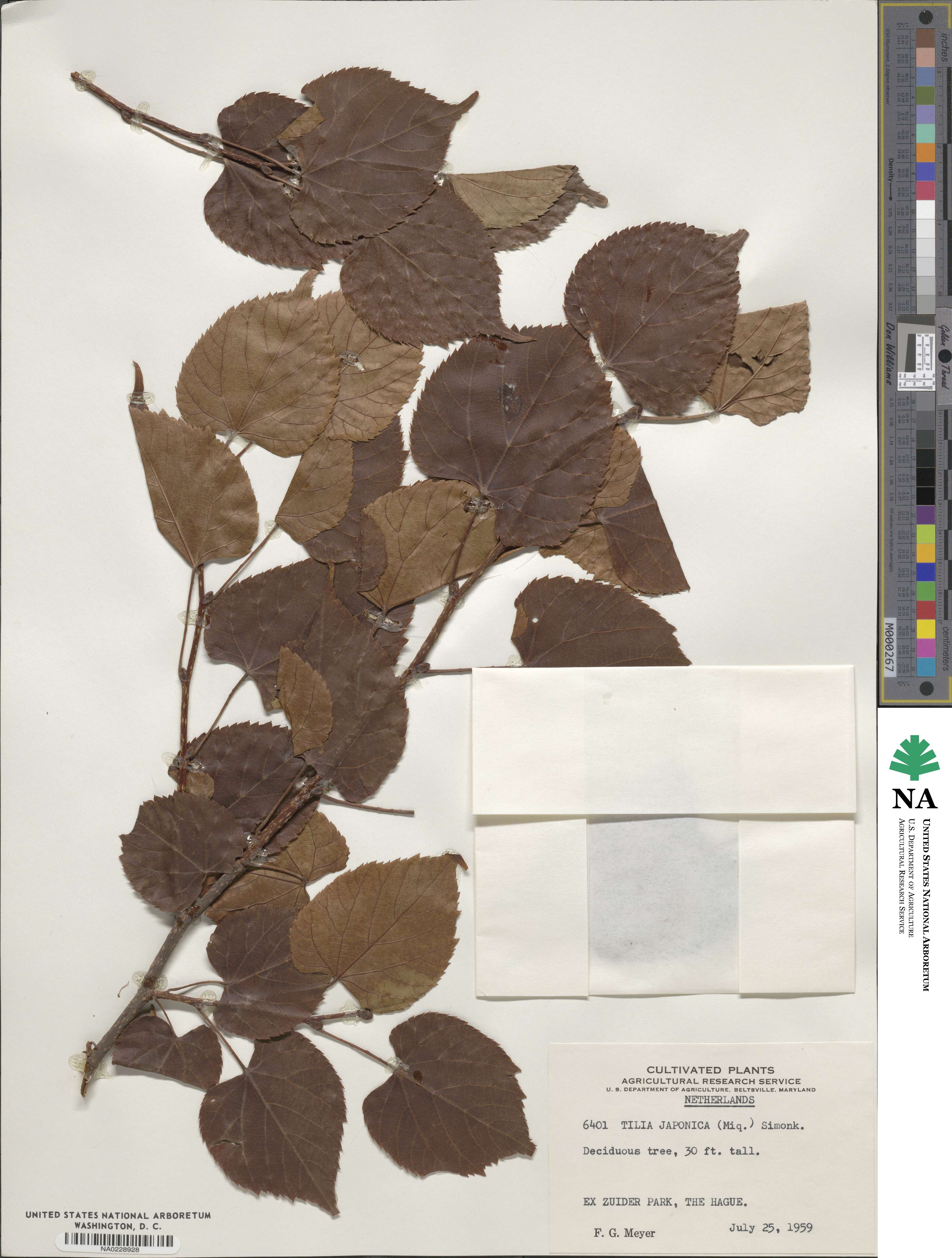Tilia japonica image