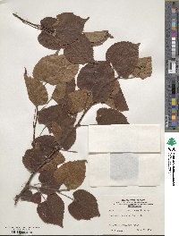 Tilia japonica image