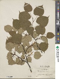 Tilia japonica image