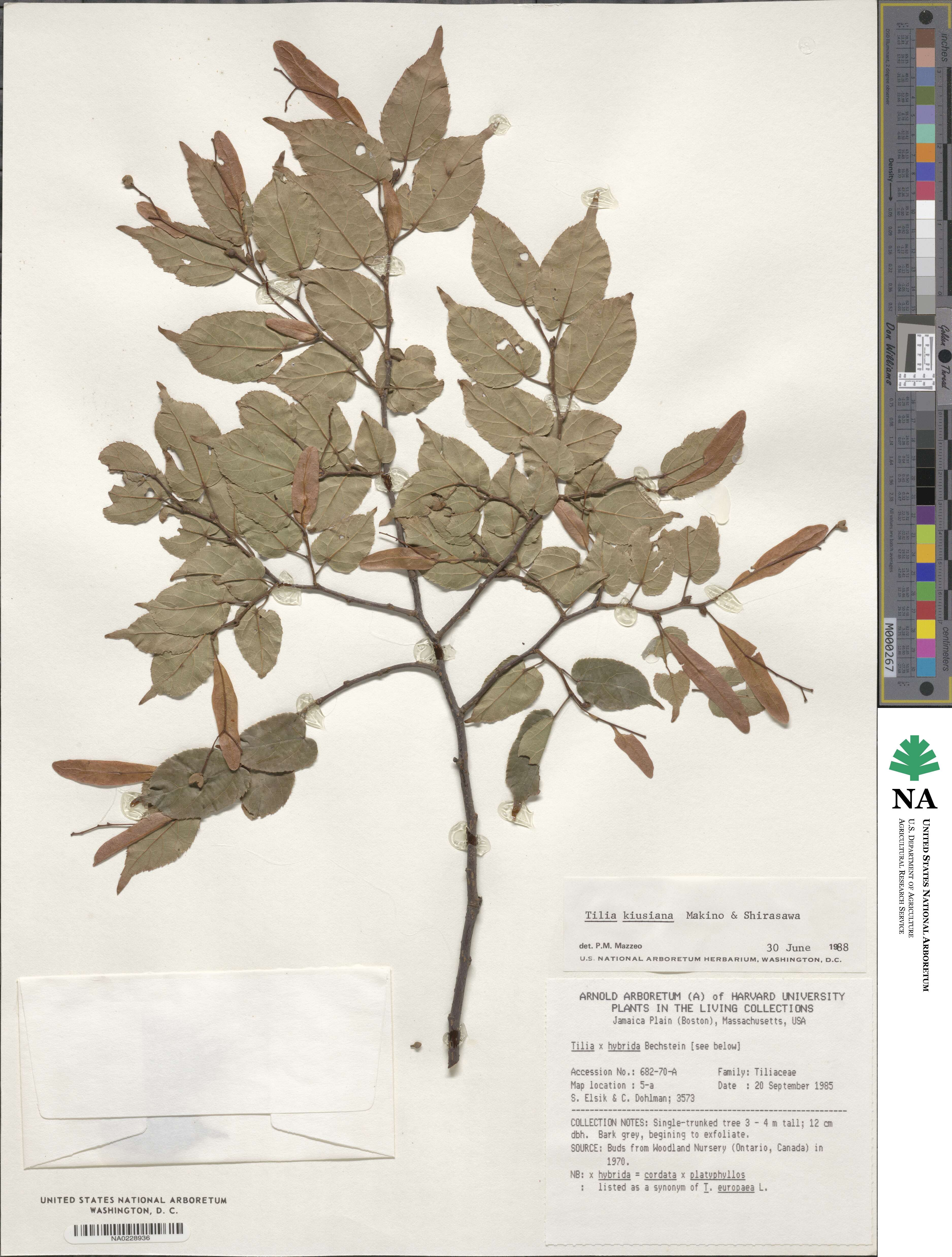 Tilia kiusiana image