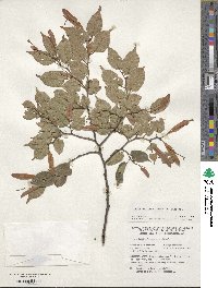 Tilia kiusiana image