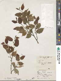 Tilia kiusiana image