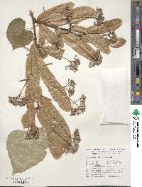 Tilia mandshurica image