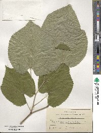 Tilia mandshurica image