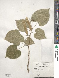 Tilia mandshurica image