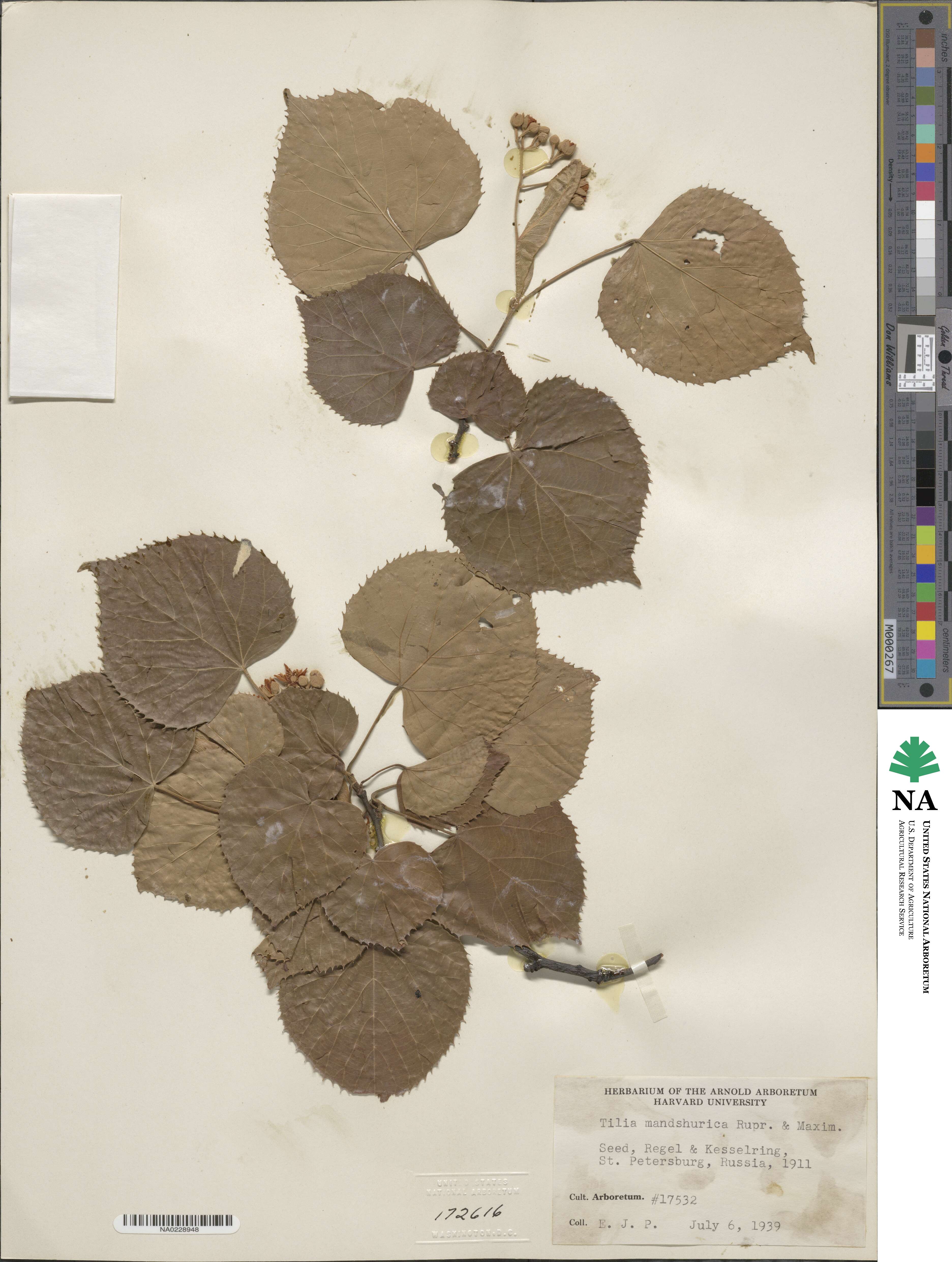 Tilia mandshurica image