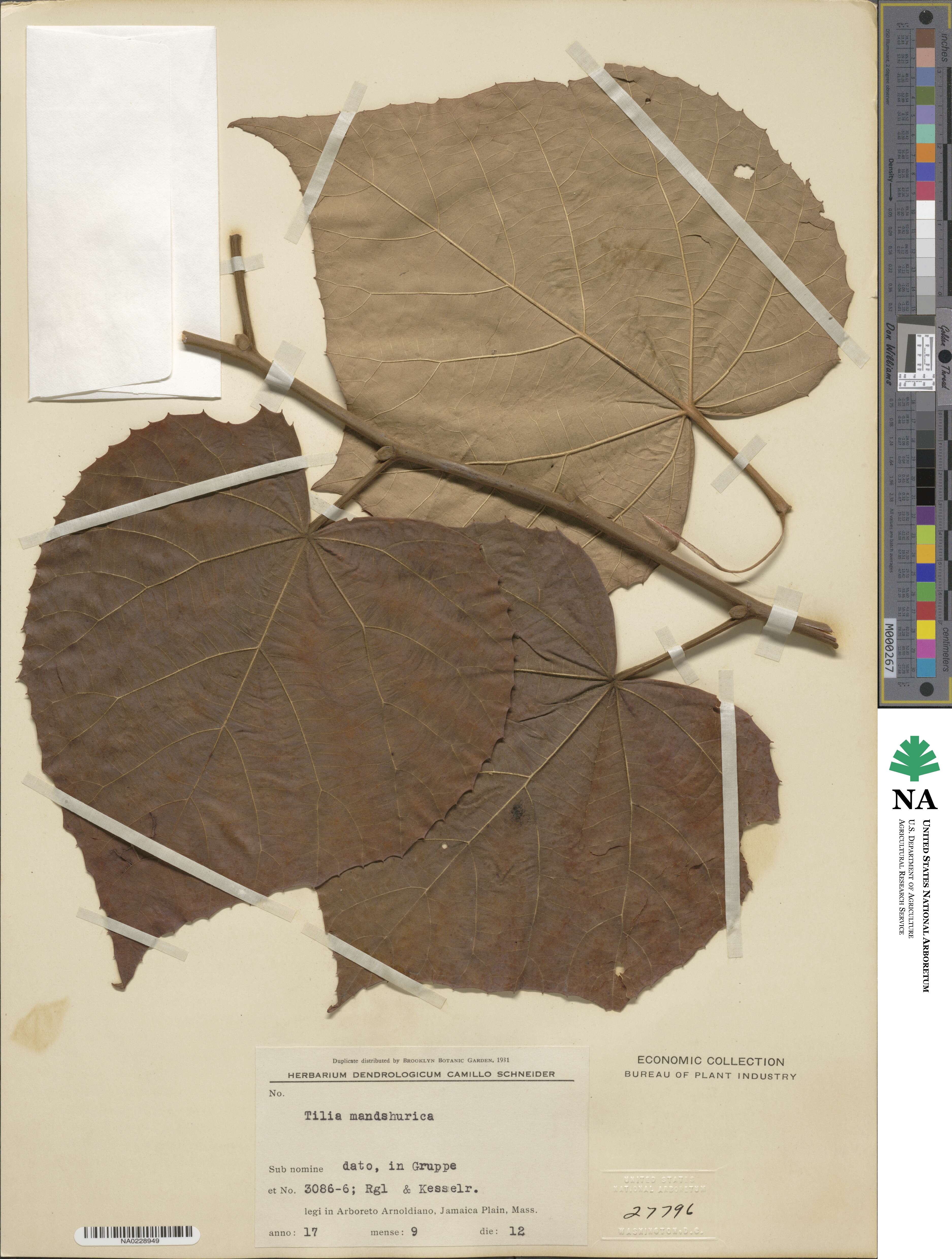 Tilia mandshurica image