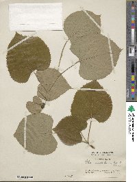 Tilia mandshurica image