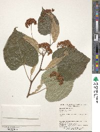 Tilia maximowicziana image