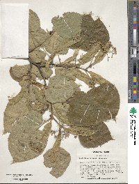 Tilia maximowicziana image