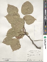 Tilia maximowicziana image