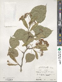 Tilia maximowicziana image