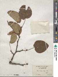 Tilia maximowicziana image