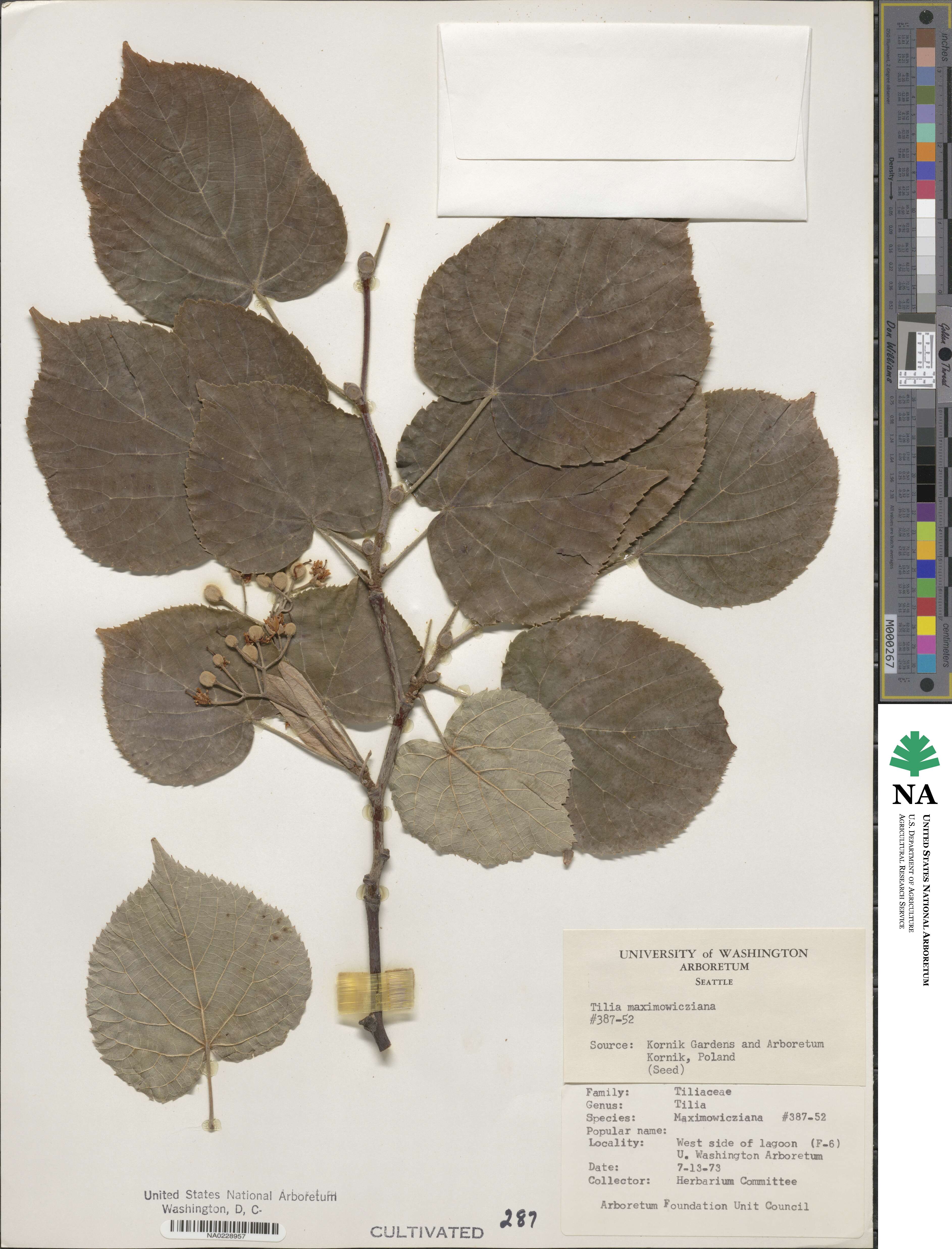 Tilia maximowicziana image