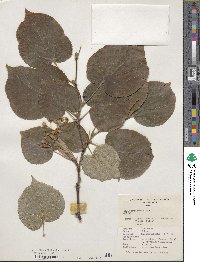 Tilia maximowicziana image