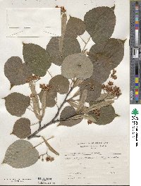 Tilia maximowicziana image