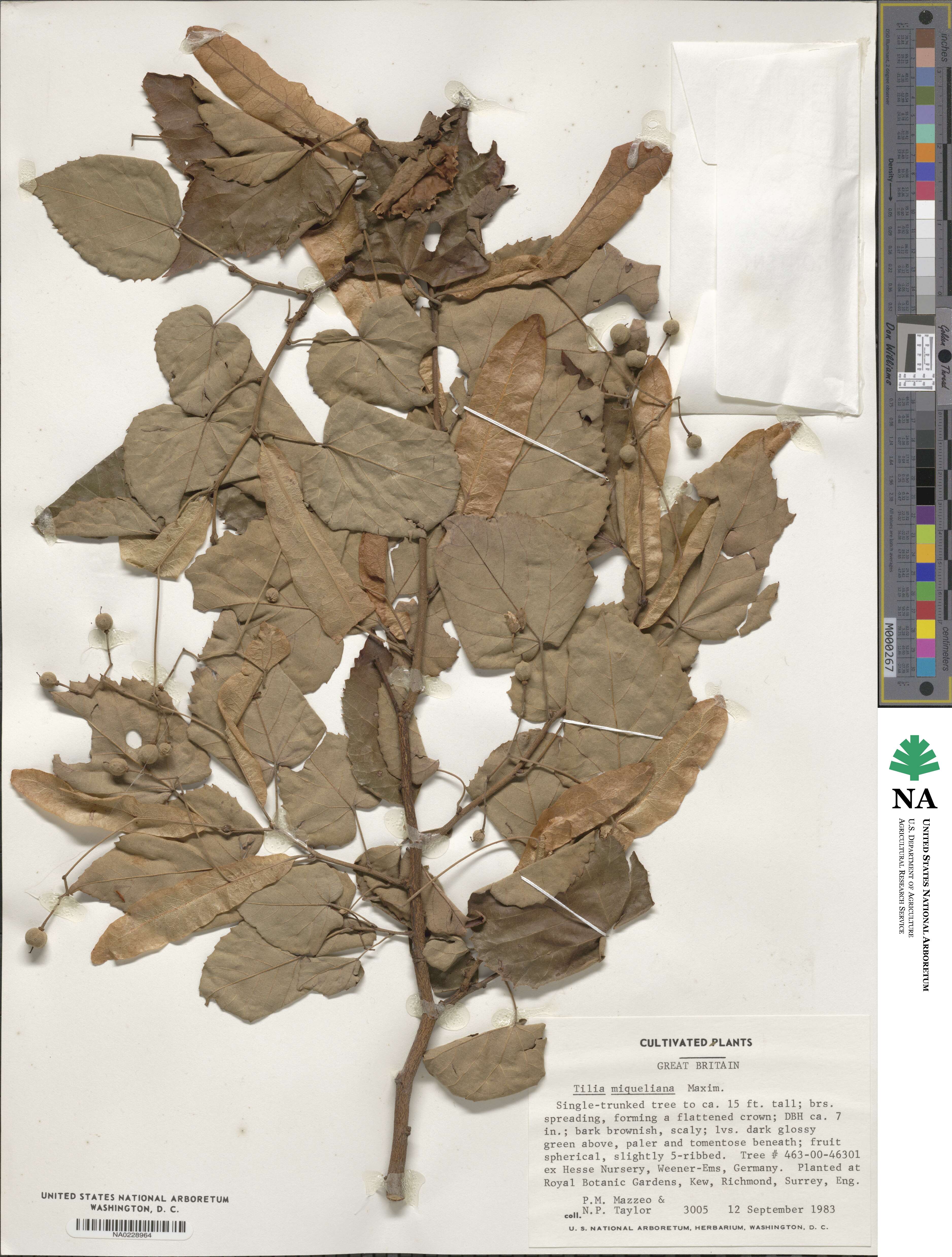 Tilia miqueliana image
