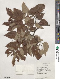 Tilia miqueliana image