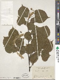 Tilia miqueliana image