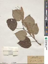 Tilia miqueliana image