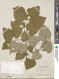 Tilia miqueliana image