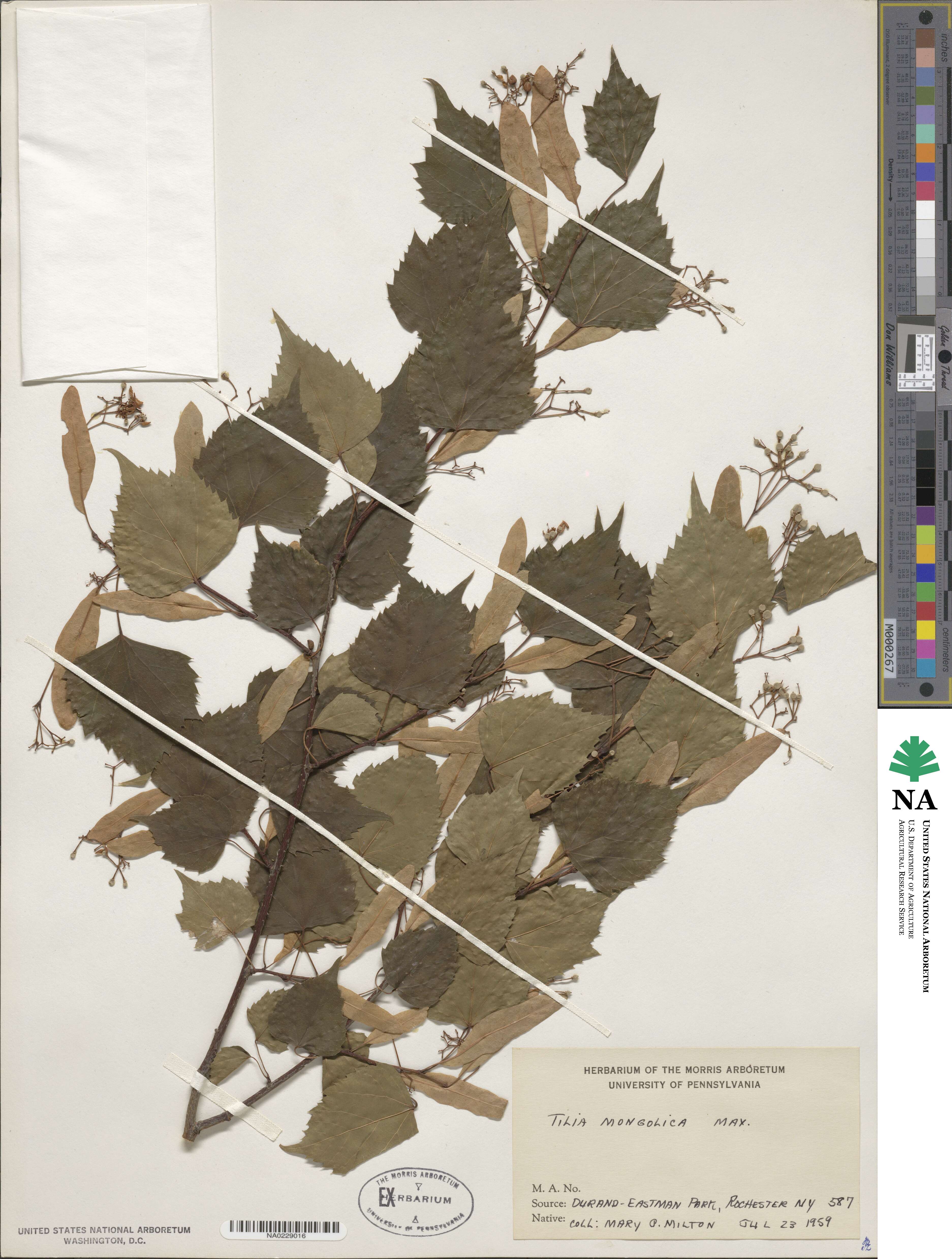 Tilia mongolica image