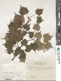 Tilia mongolica image
