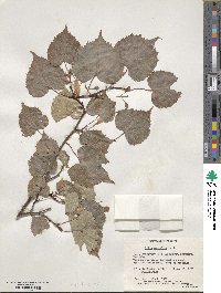 Tilia mongolica image