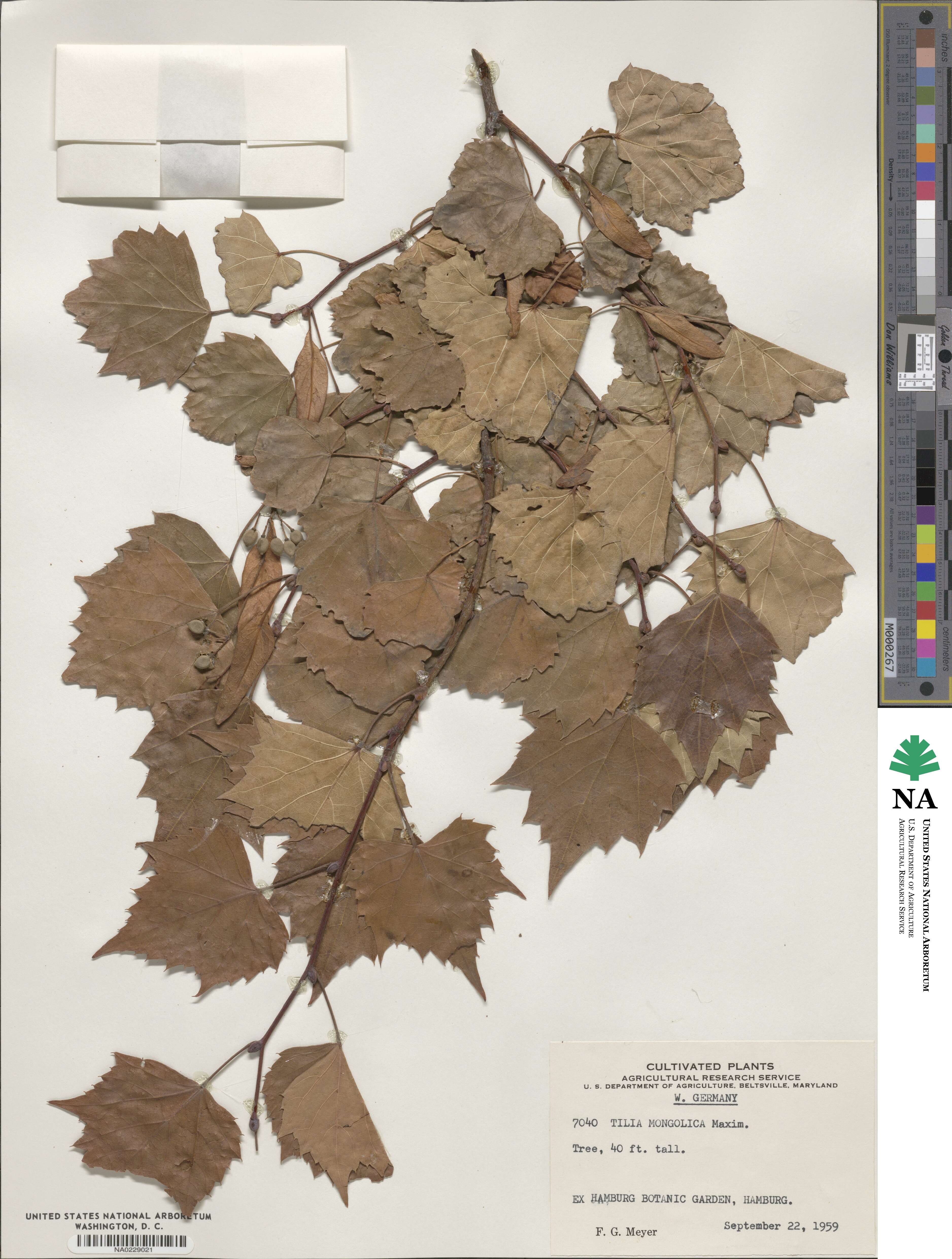 Tilia mongolica image