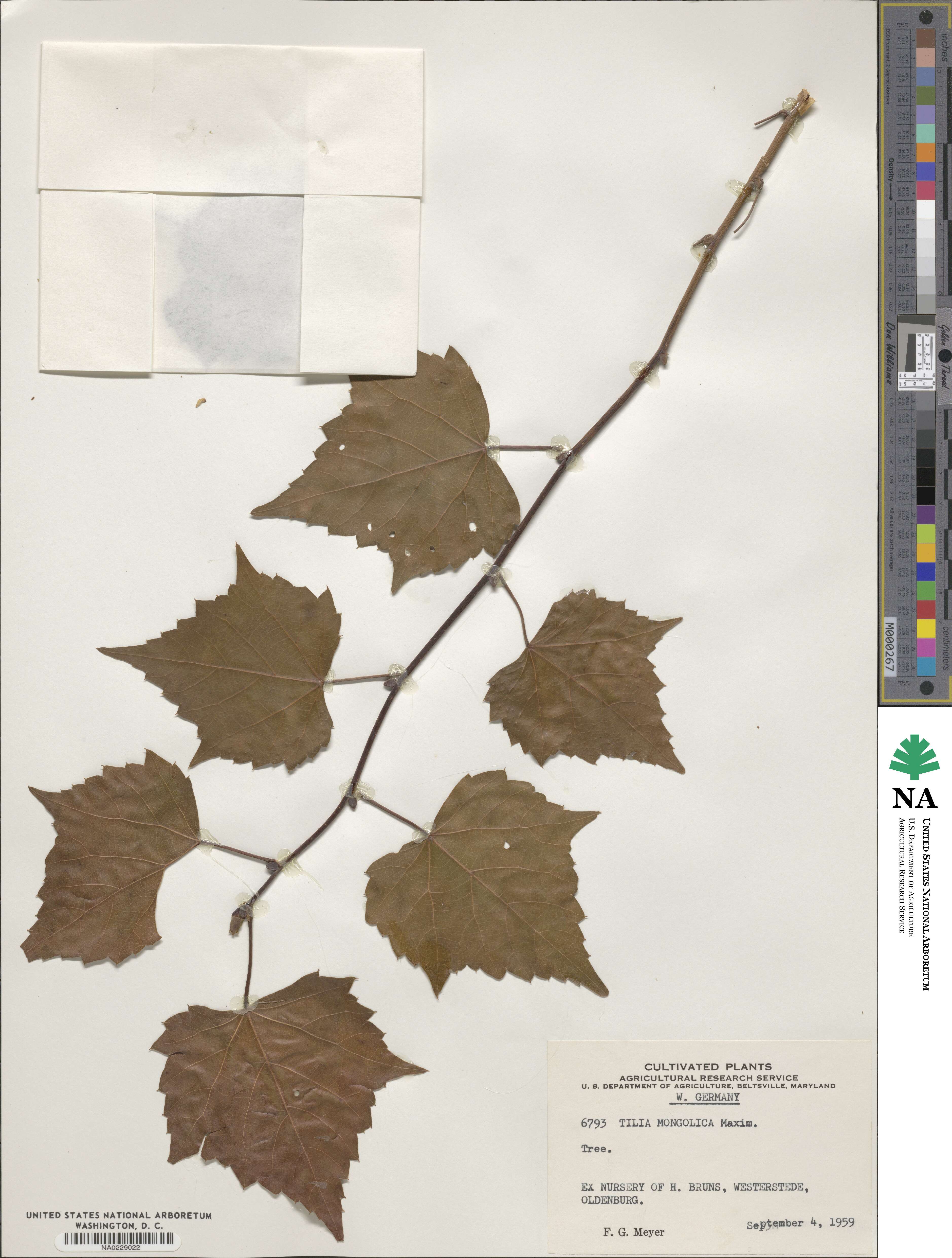 Tilia mongolica image