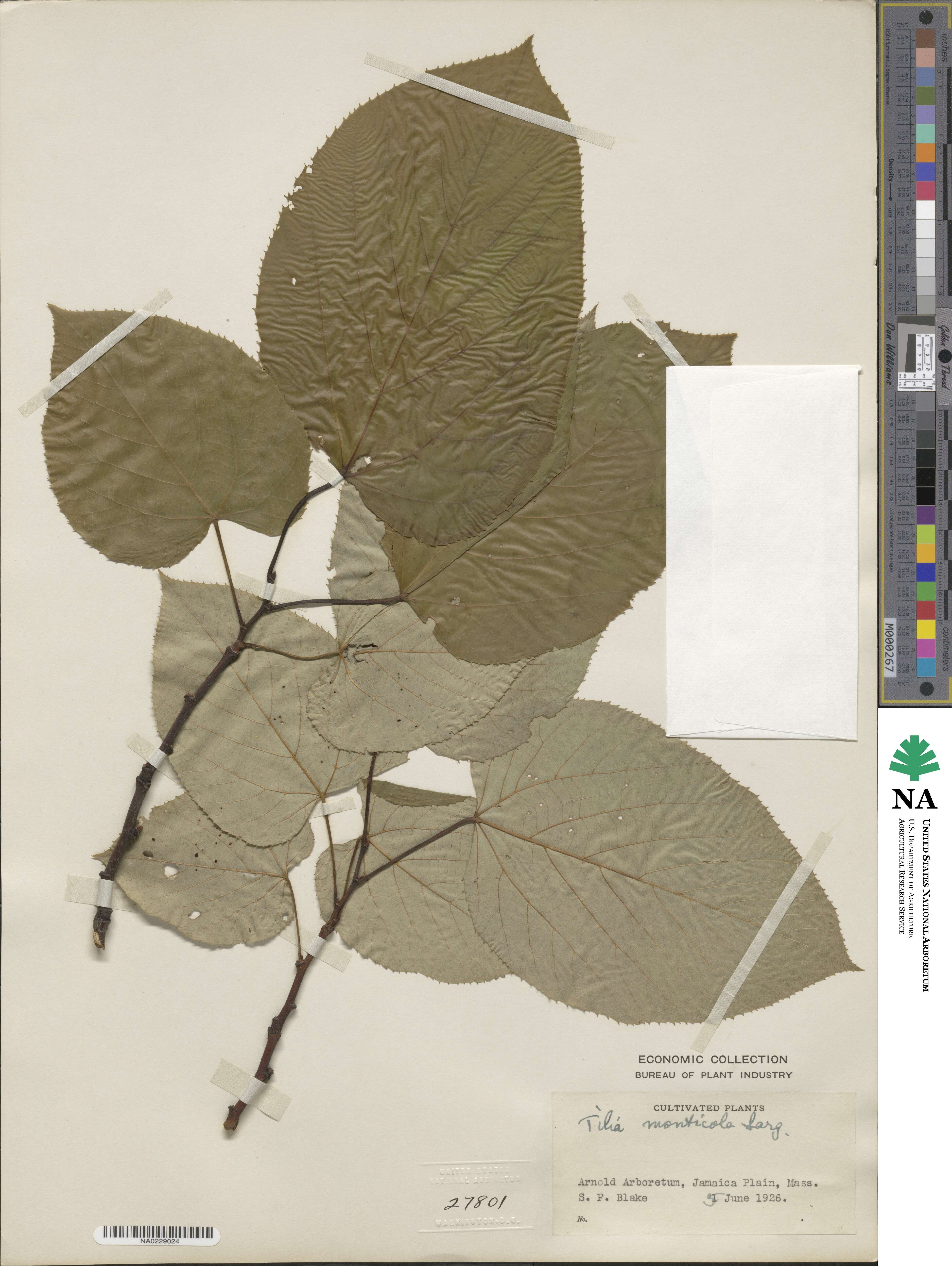 Tilia monticola image